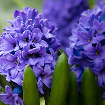 Attention! The season of hyacinthus is over! Foto