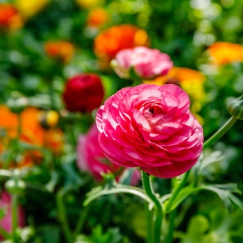 Attention! The season of ranunculus is over! Foto
