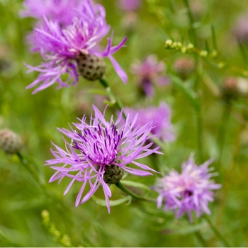 Attention! The season of centaurea is over! photo