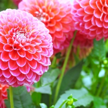 Внимание! Сезон георгин (dahlia) закончился! фото