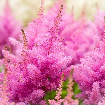 Attention! The season of astilbe is over! Foto