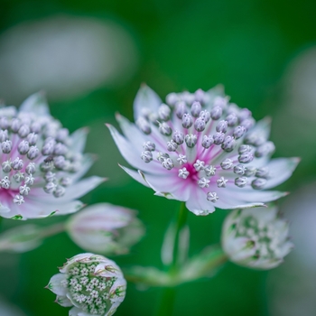 Attention! The season of astrantia is over! photo