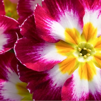 Attention! Primula acaulis season begins! Foto