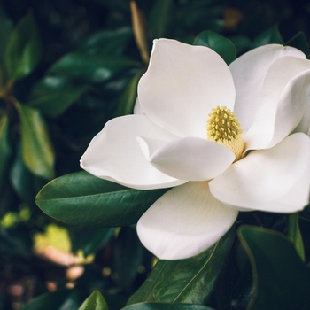 Attention! Magnolia season begins! foto