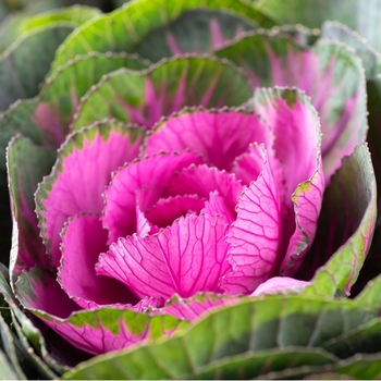 Внимание! Сезон декоративной капусты (brassica) закончился! фото