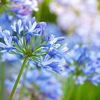 Внимание! Сезон агапантуса (agapanthus) начинается! фото