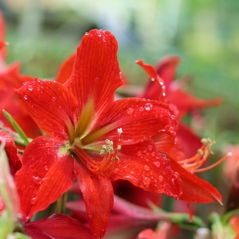 Attention! The season of hippeastrum is over! photo