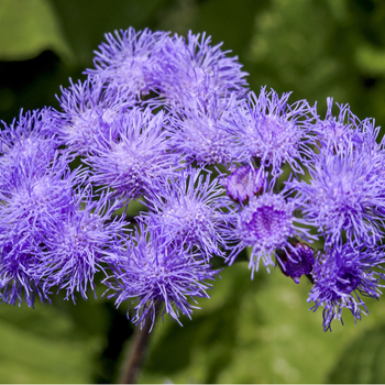 Attention! The season of ageratum is over! photo