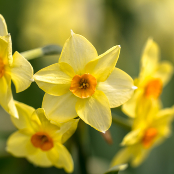 Attention! Narcissus season begins! Foto