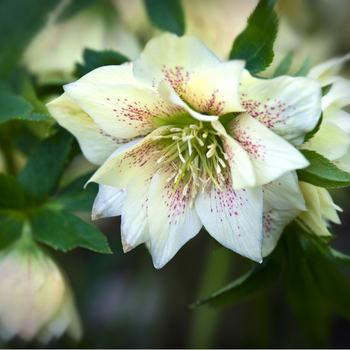 Attention! The season of helleborus is over! Foto