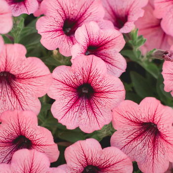 Attention! The season of petunia is over! Foto