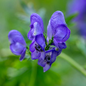 Attention! The season of aconitum is over! Foto