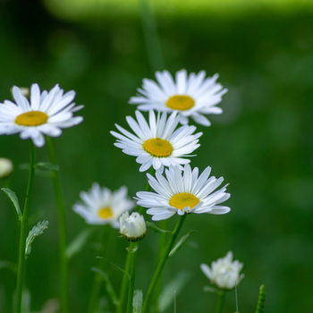 Внимание! Сезон нивяника (leucanthemum) закончился! фото