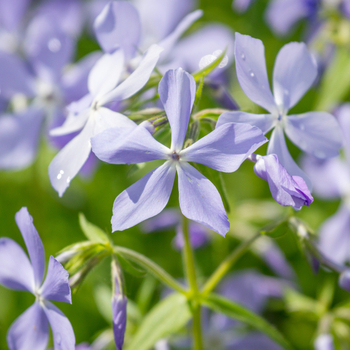 Внимание! Сезон левкоя (matthiola) закончился! фото