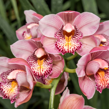 Увага! Сезон цимбідіумів (cymbidium) починається! фото