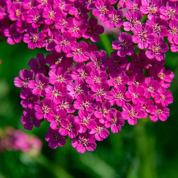 Attention! The season of achillea is over! zdjęcie