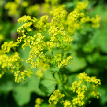 Attention! The season of alchemilla is over! foto