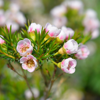 Attention! Chamelaucium season begins! foto