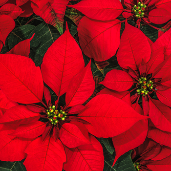 Увага! Сезон молочай-різдвяника (poinsettia) починається! фото