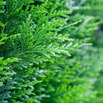 Внимание! Сезон хвойников (conifers) начинается! фото