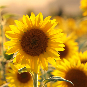 Attention! The season of helianthus is over! foto