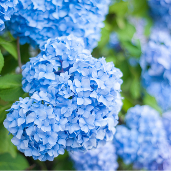 Attention! The season of hydrangea is over! foto