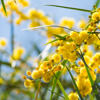 Внимание! Сезон акации (acacia) начинается! фото