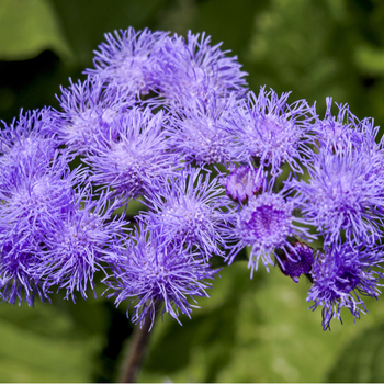 Attention! The season of ageratum is over! zdjęcie