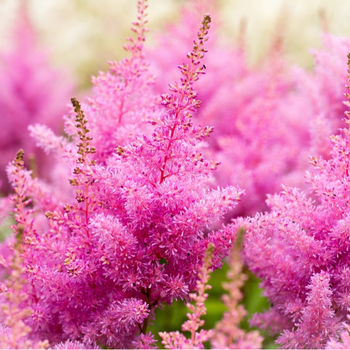 Attention! The season of astilbe is over! zdjęcie