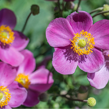 Attention! Anemone season begins! zdjęcie