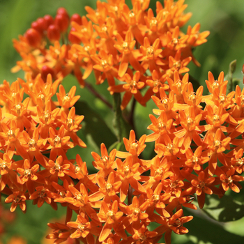 Внимание! Сезон ваточника (asclepias) закончился! фото