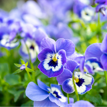 Attention! Viola pot plant season begins! foto