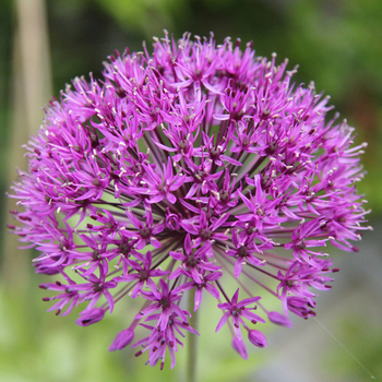 Attention! Allium season begins! foto