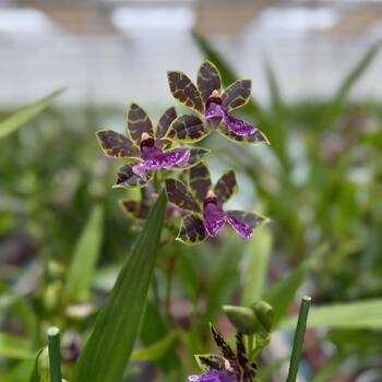 Lansbergen Open Day photo