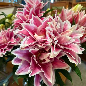 Moerman Lilium — Premium-Class Cut Lilies photo