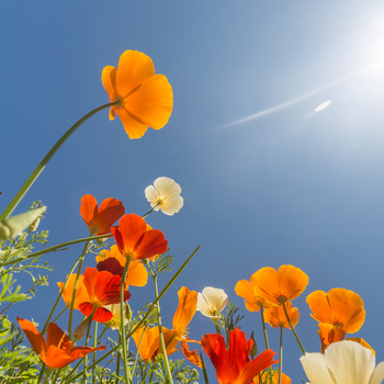 June 9, on Monday, there is a holiday - Whit Monday. photo