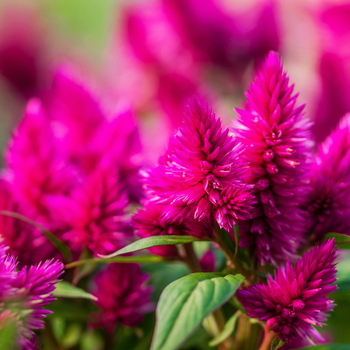 Attention! The season of celosia is over! zdjęcie