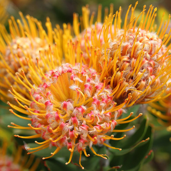 Attention! The season of leucospermum is over! Foto