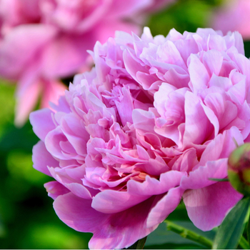 Attention! Paeonia season begins! Foto