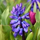 Small hyacinthus orientalis 1491228562