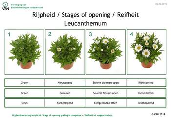 leucanthemum