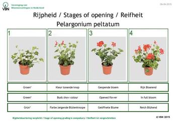 pelargonium