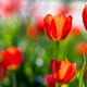 Small tulipa 1491301641