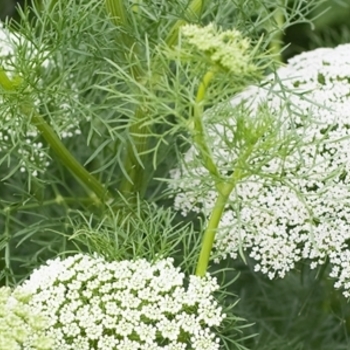 Ammi catalogue. Photos, description.