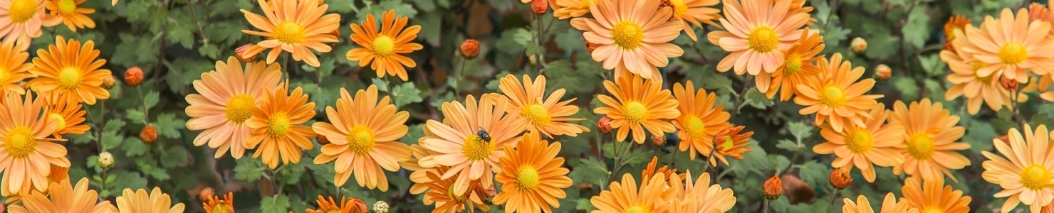 Chrysanthemum Tr Foto