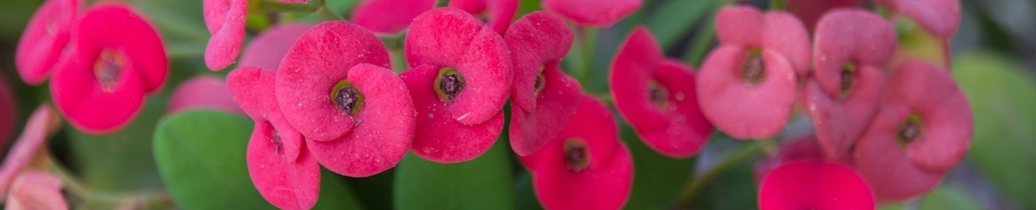 Euphorbia Foto