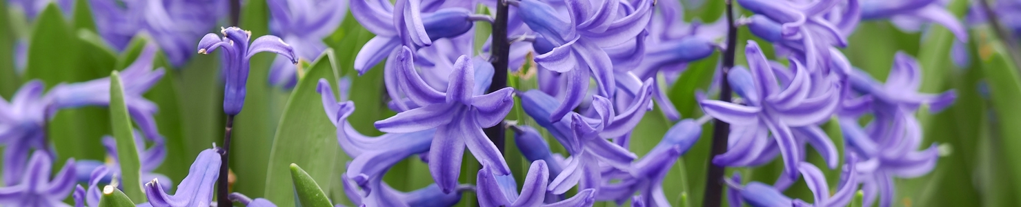 Hyacinthus Foto