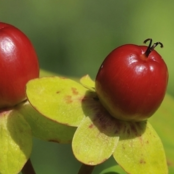 Hypericum - catalogue. Photos, description.