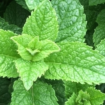 Mentha - catalogue. Photos, description.