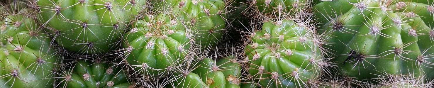 Cactus Foto